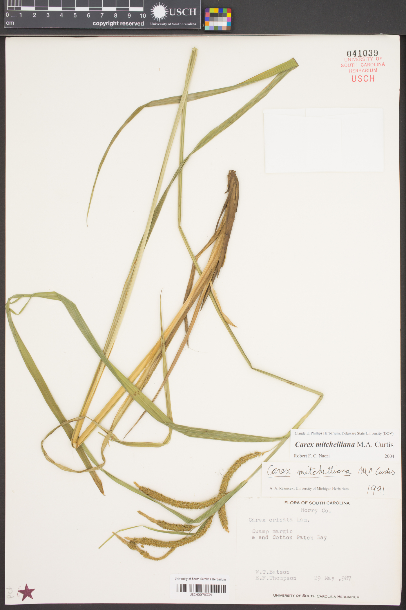 Carex mitchelliana image