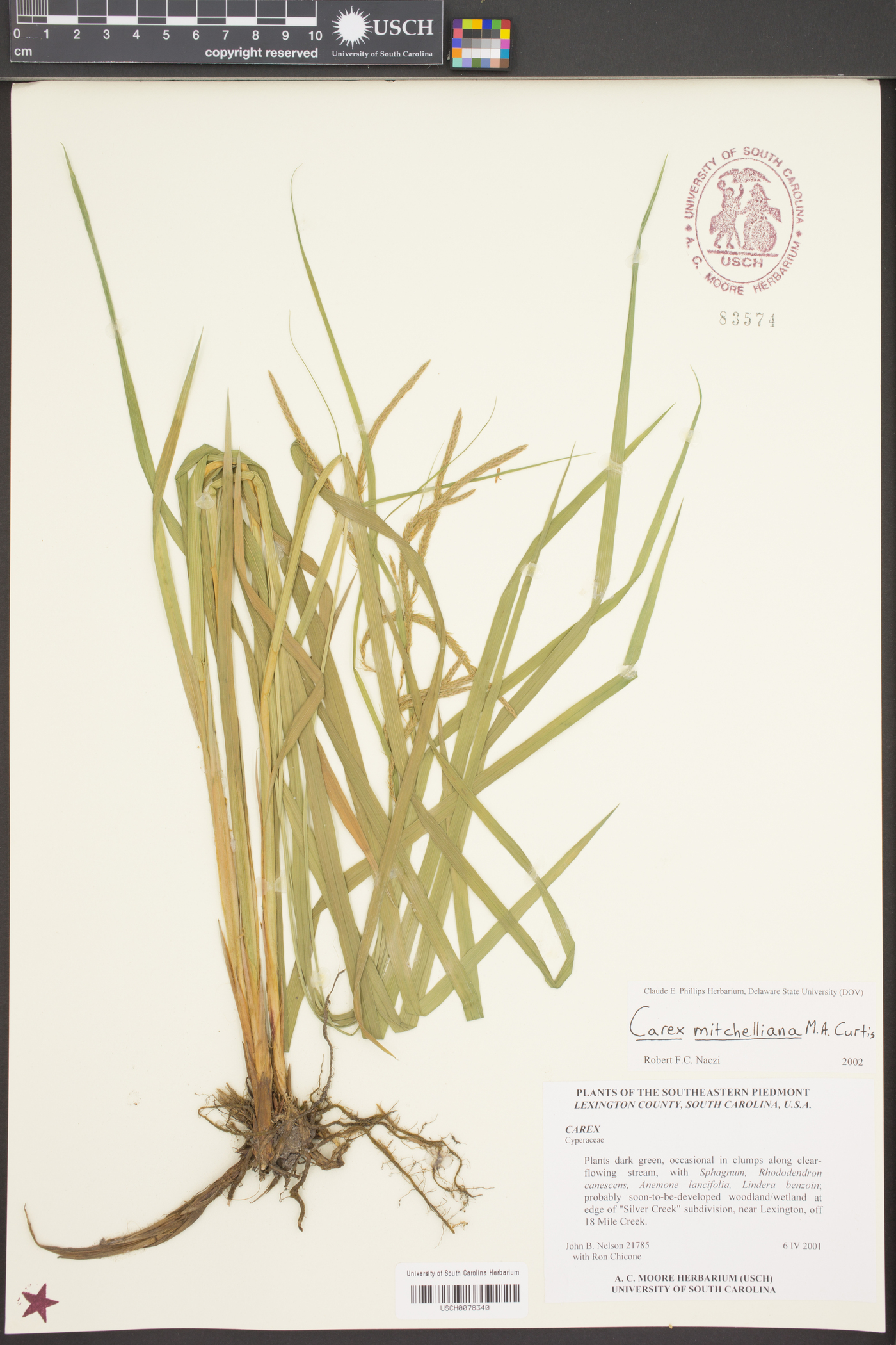 Carex mitchelliana image