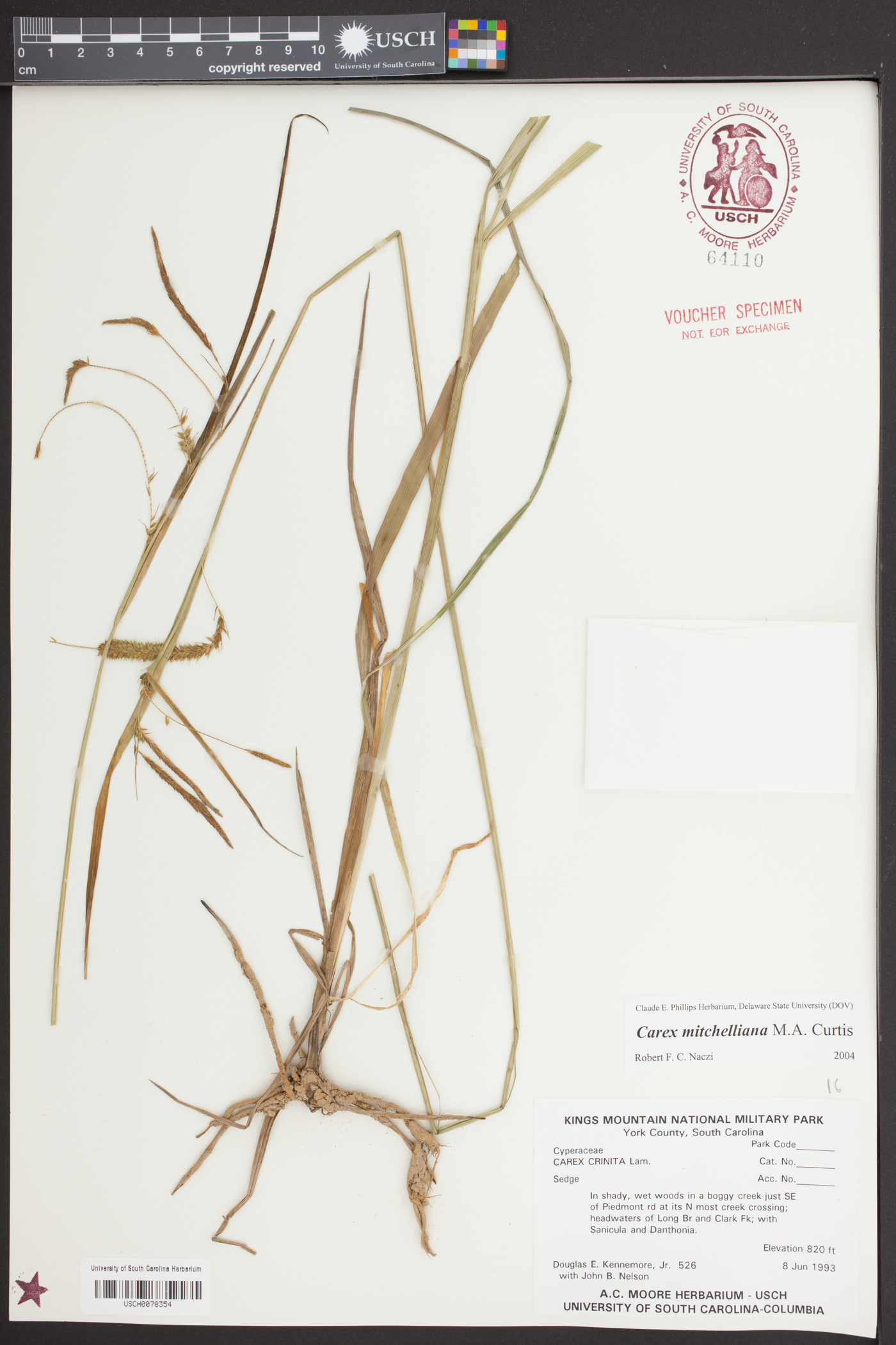 Carex mitchelliana image