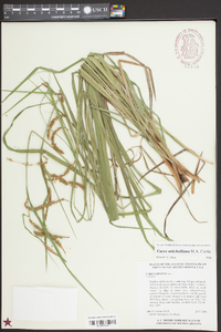 Carex mitchelliana image