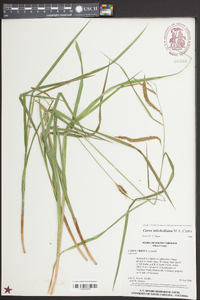 Carex mitchelliana image