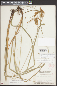 Carex mitchelliana image