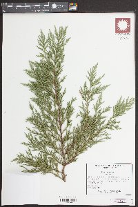 Thuja occidentalis image