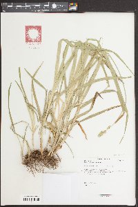 Carex sparganioides image