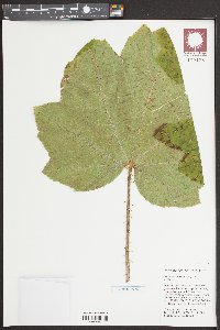 Oplopanax horridus image