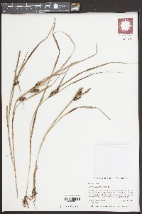 Carex aureolensis image