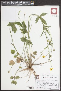 Ranunculus septentrionalis image