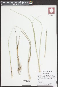 Uniola paniculata image