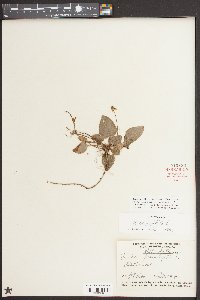 Viola primulifolia image