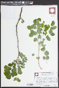 Robinia hispida image