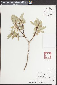 Salix brachycarpa image