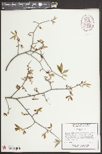 Ulmus alata image