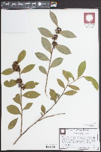 Lyonia lucida image