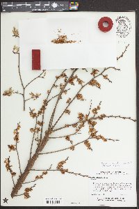 Ulmus alata image