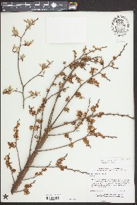 Ulmus alata image