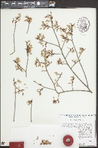 Ulmus alata image