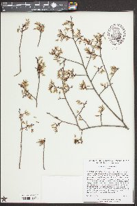 Ulmus alata image