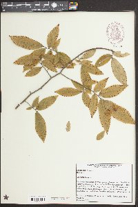 Ulmus alata image