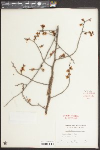 Ulmus alata image