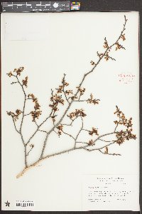 Ulmus alata image