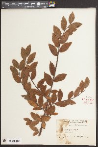 Ulmus alata image