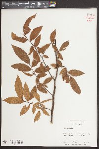 Ulmus alata image