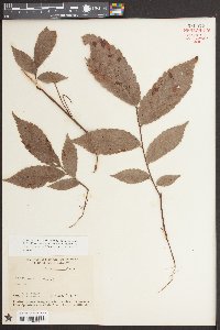 Ulmus alata image