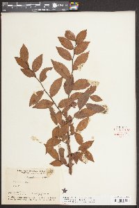 Ulmus alata image