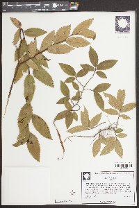 Ulmus alata image