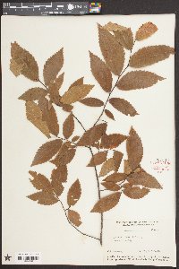 Ulmus alata image