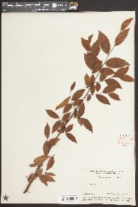 Ulmus alata image