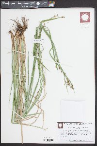 Rhynchospora elliottii image