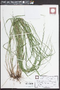 Chasmanthium sessiliflorum image