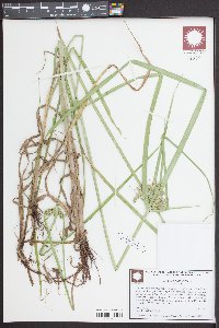 Cyperus virens image