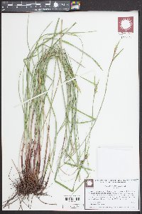 Scleria oligantha image