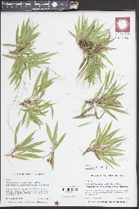 Dichanthelium strigosum image