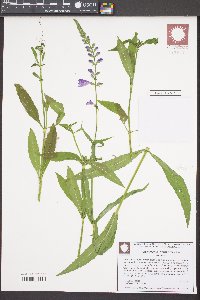 Physostegia leptophylla image