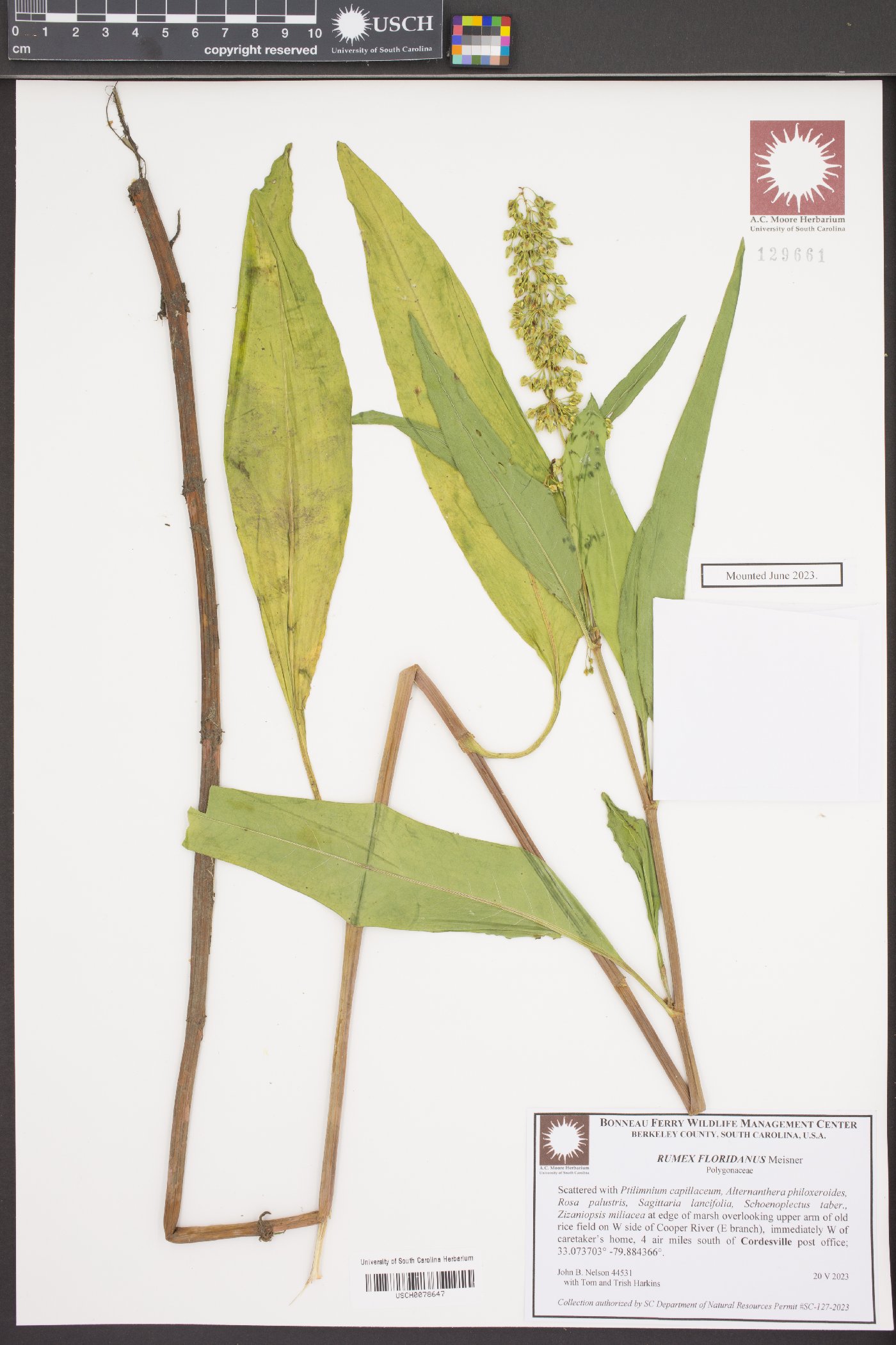 Rumex floridanus image