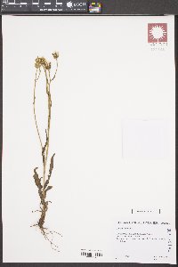 Crepis biennis image