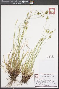 Carex complanata image