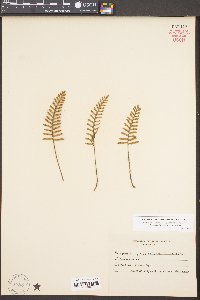 Pleopeltis polypodioides subsp. michauxiana image