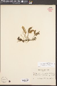 Pleopeltis polypodioides image
