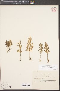 Pleopeltis polypodioides subsp. michauxiana image