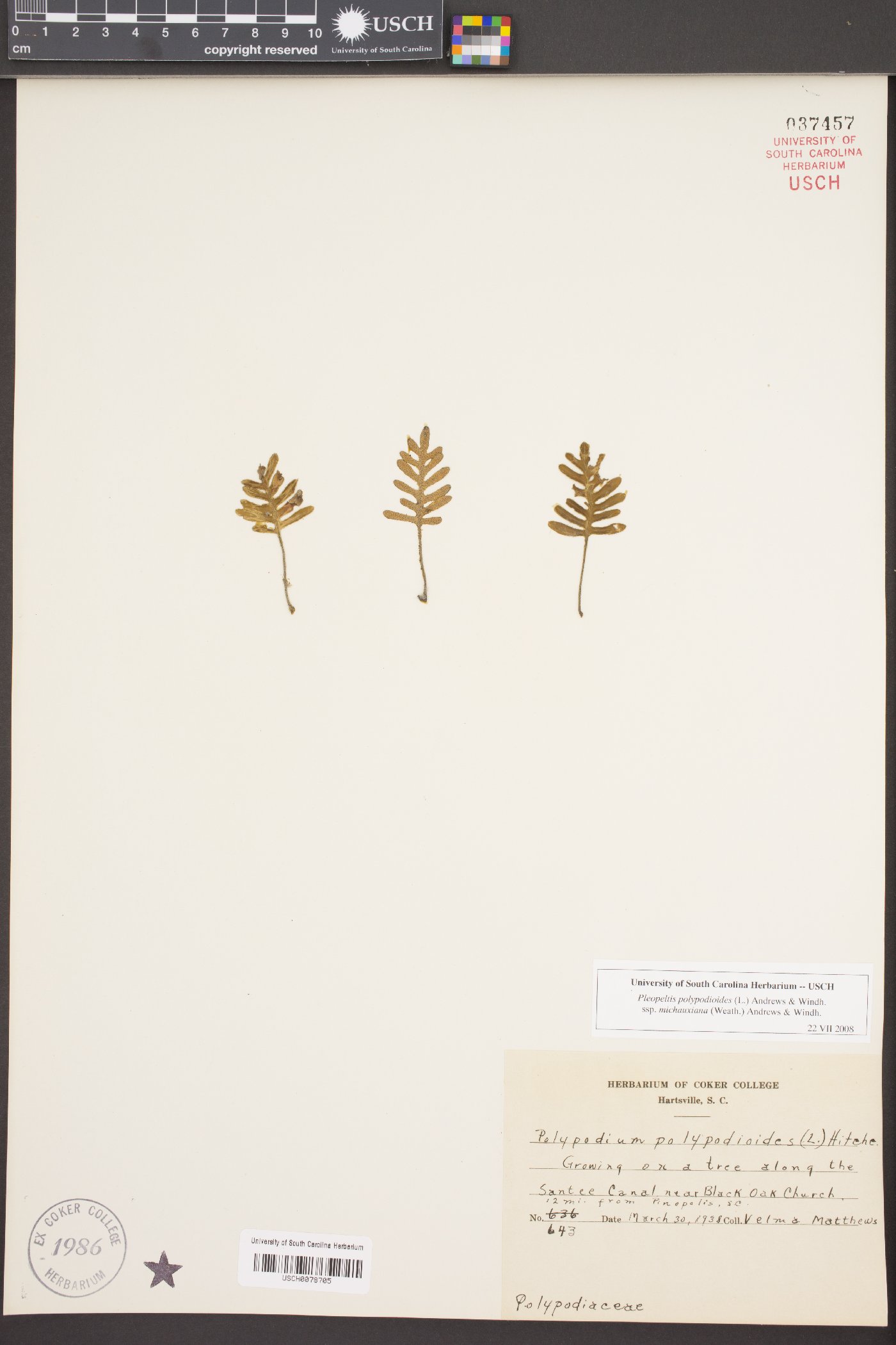 Pleopeltis polypodioides subsp. michauxiana image