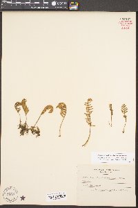 Pleopeltis polypodioides subsp. michauxiana image