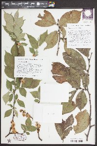 Ulmus castaneifolia image