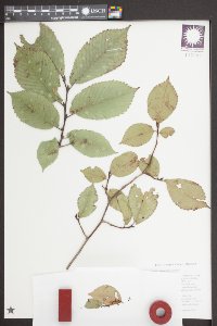 Ulmus castaneifolia image