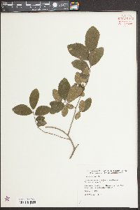 Ulmus crassifolia image