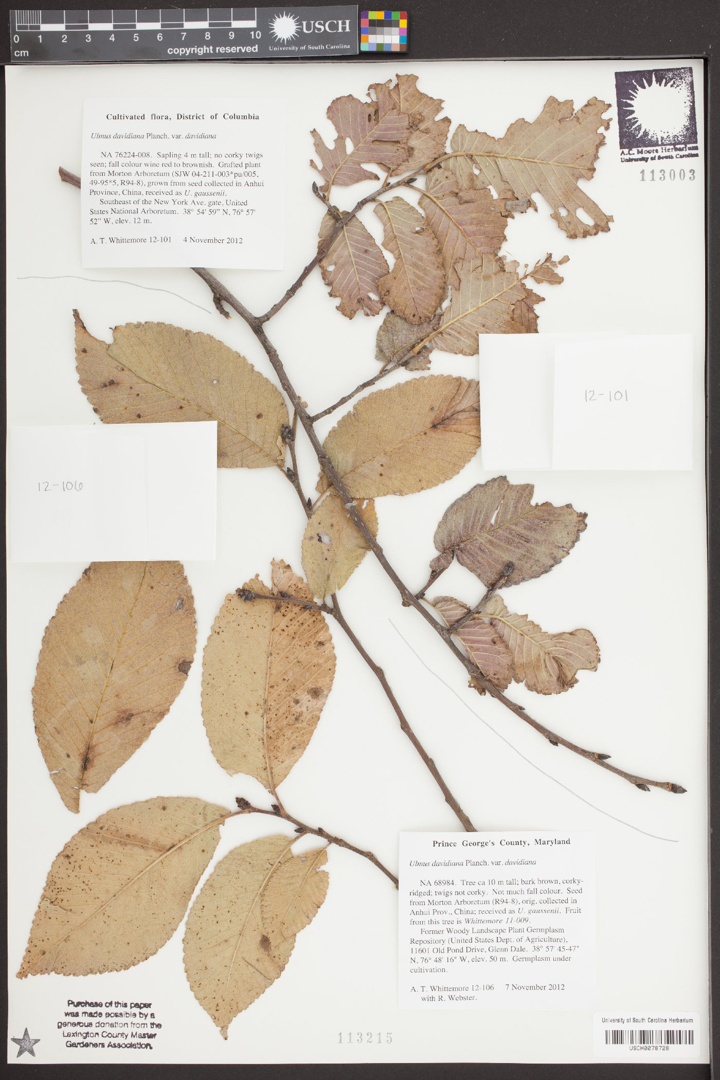 Ulmus davidiana image