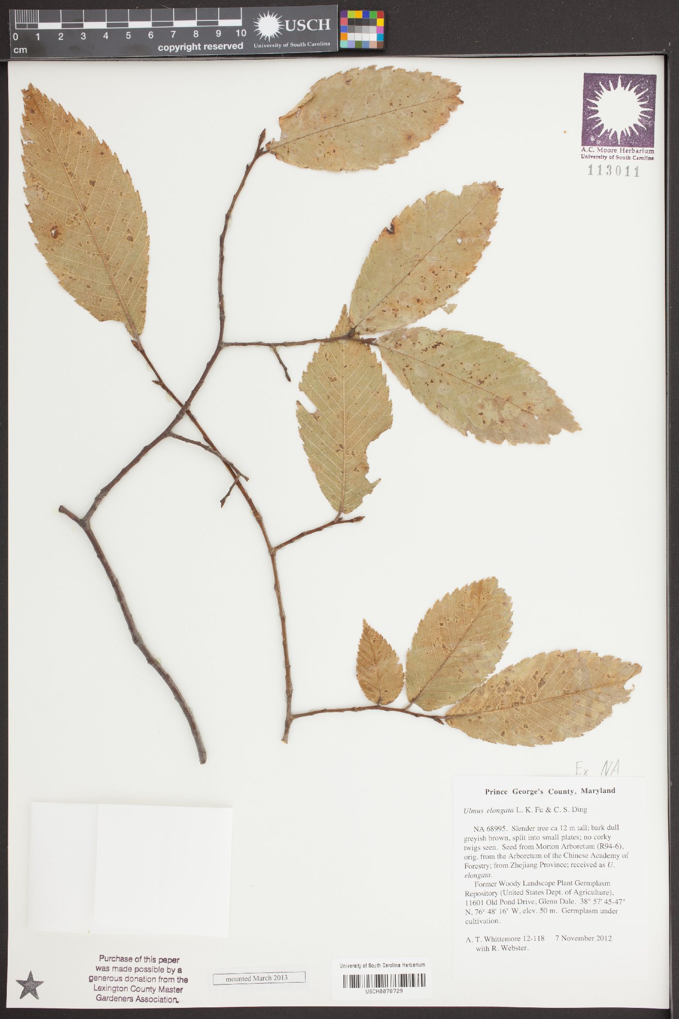 Ulmus elongata image